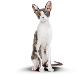 Котик после питания