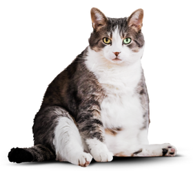 Котик до питания